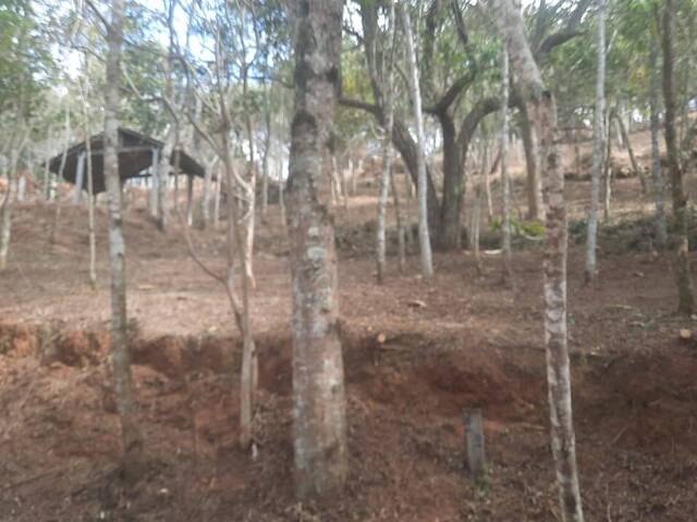 #579 - Área para Venda em Santo Antônio do Pinhal - SP - 2