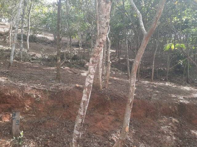 Terreno para Venda em Santo Antônio do Pinhal - 4