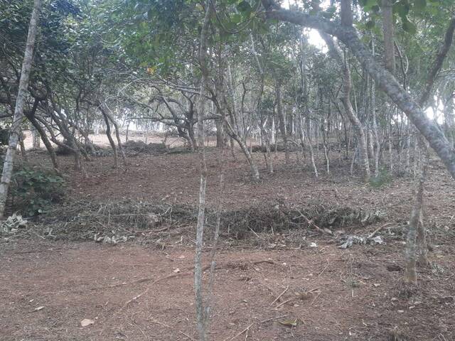 Terreno para Venda em Santo Antônio do Pinhal - 4